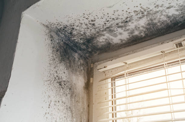 Affordable Black Mold Remediation solutions in Belmont, NC